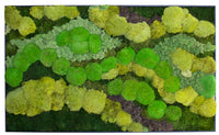 Riva Moss Amazonia Framed A01 (25